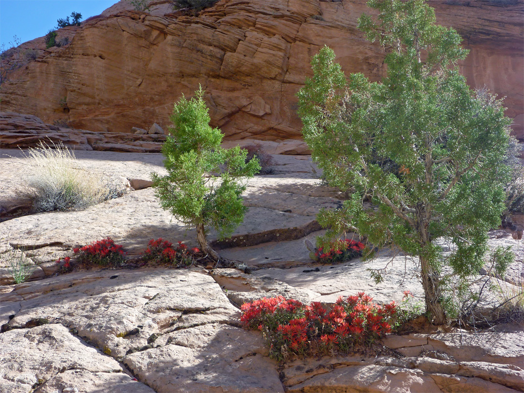 Indian paintbrush