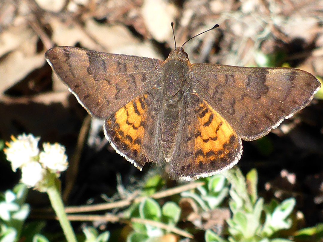 Zela metalmark