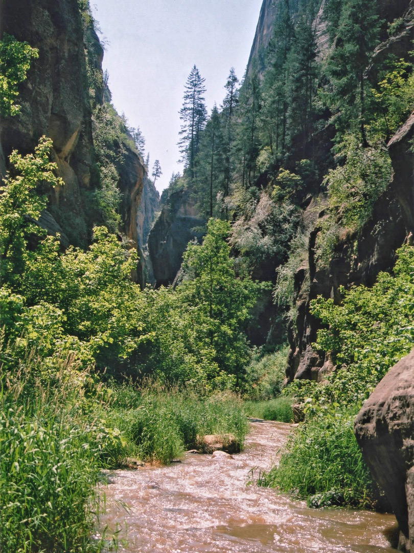 Overgrown part of the canyon