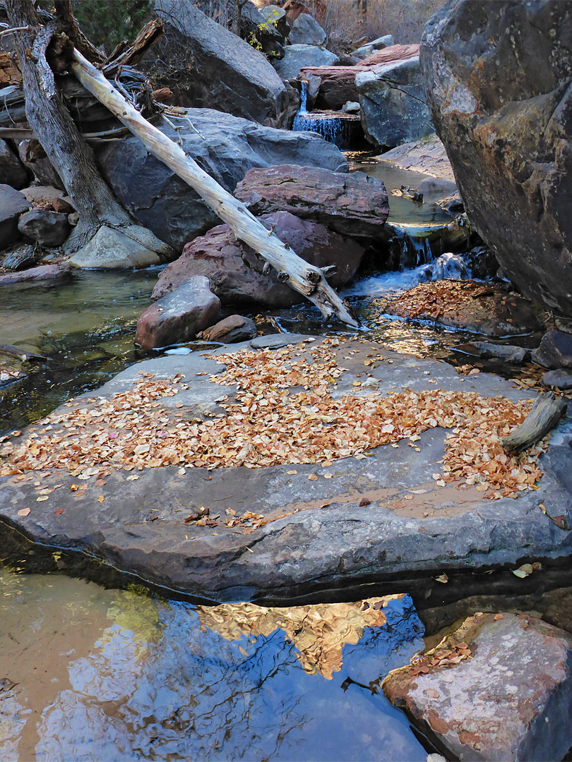 Leaves on a rock