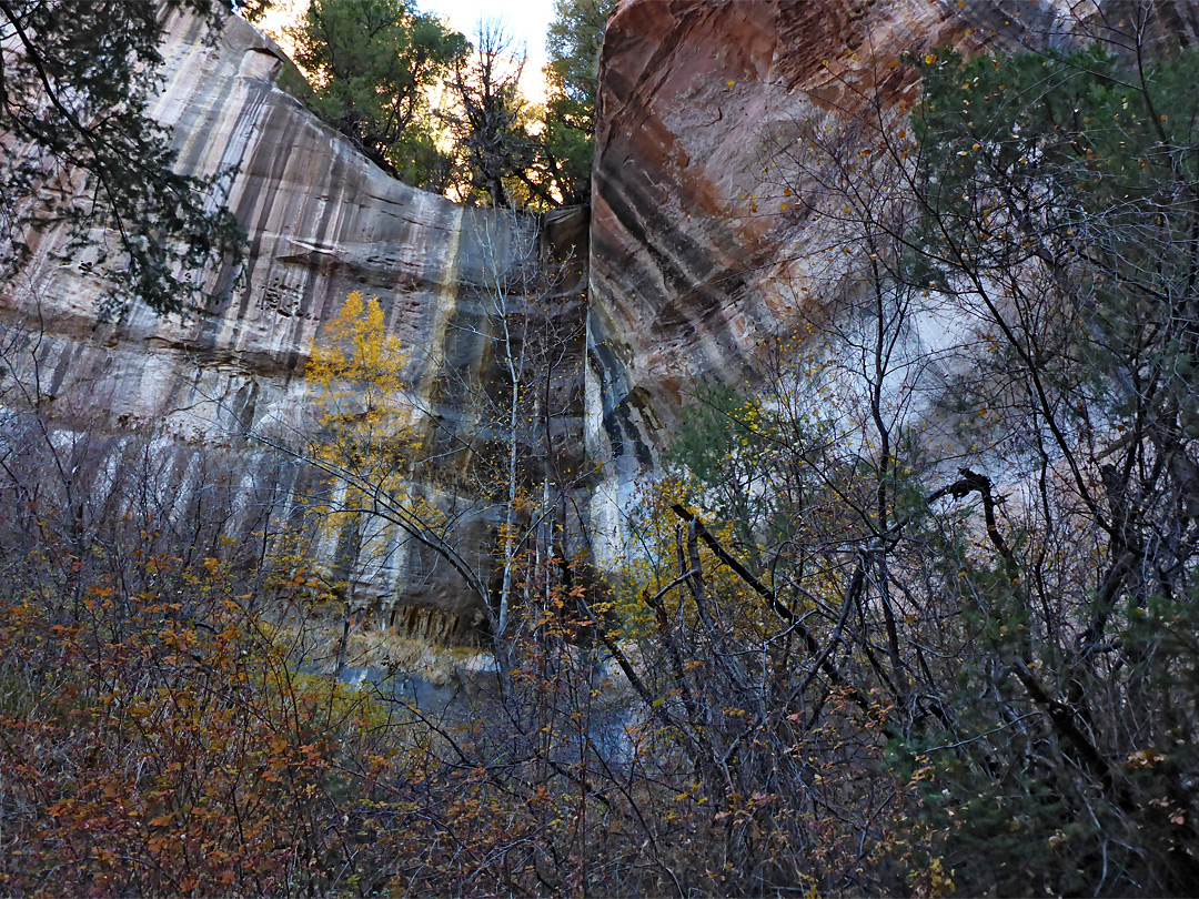 Trees below cliffs