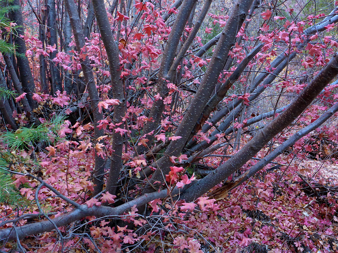 Leaves and branches