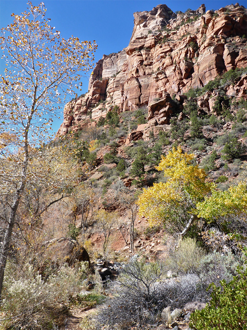 Trees in the lower canyon