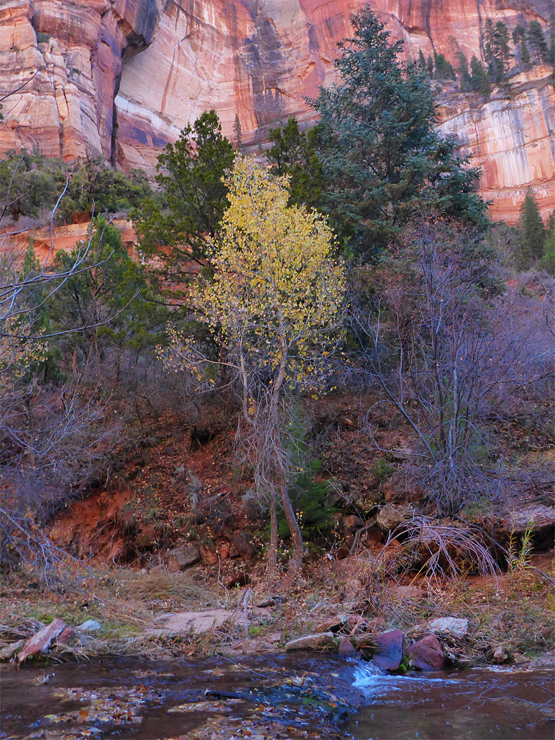 Pines and cottonwoods