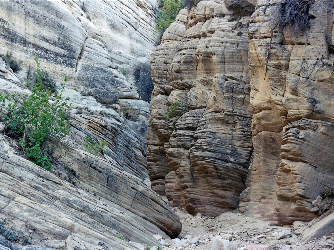 Bush in the canyon