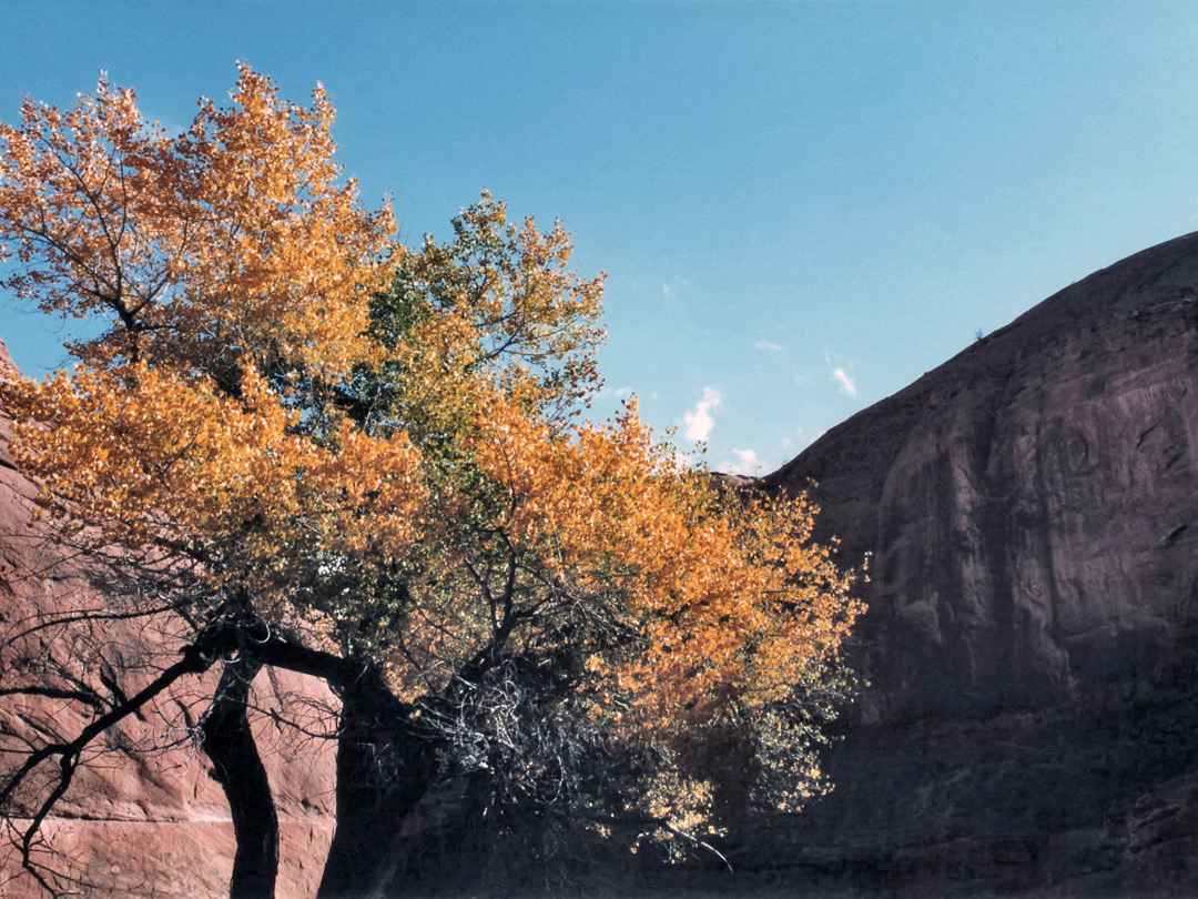 Cottonwood tree