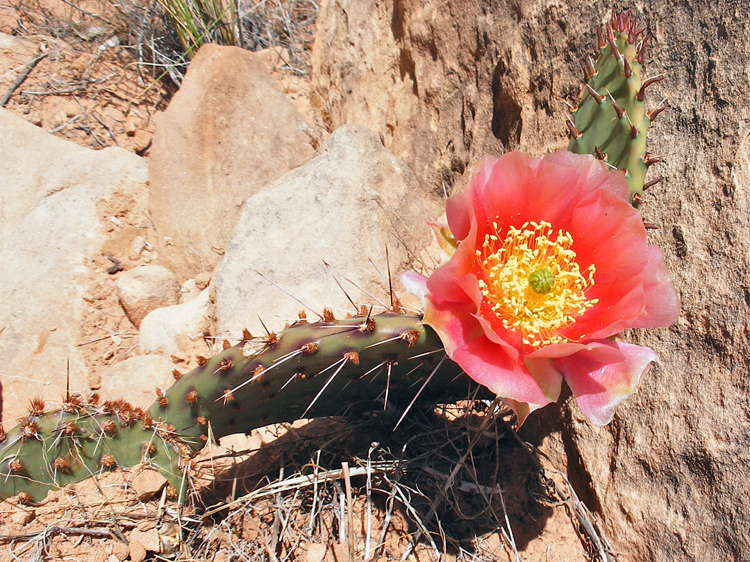 Opuntia flower