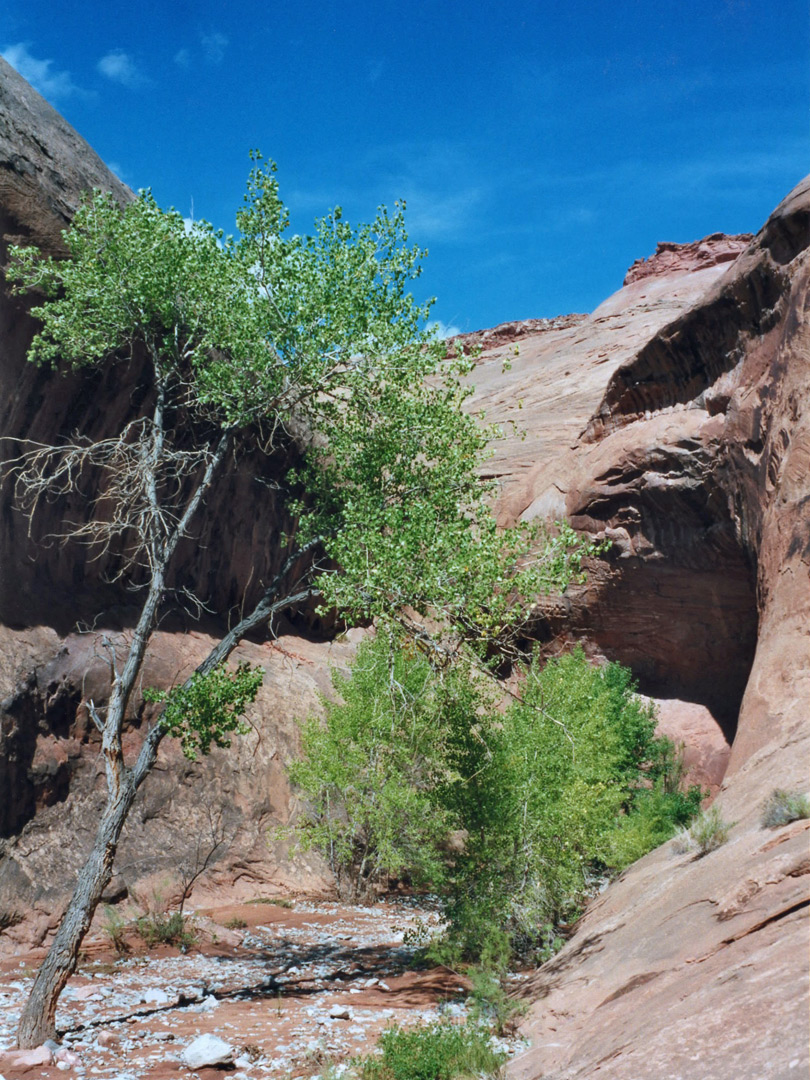 Cottonwood trees