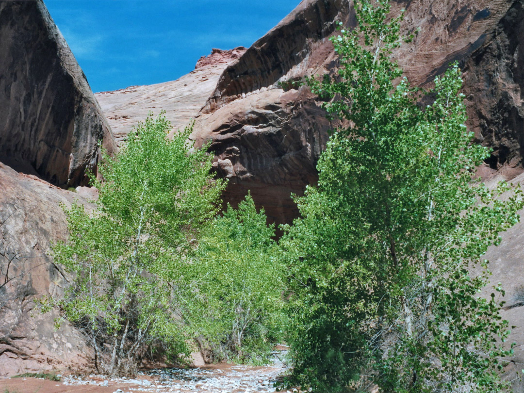 Trees at the end of the narrows