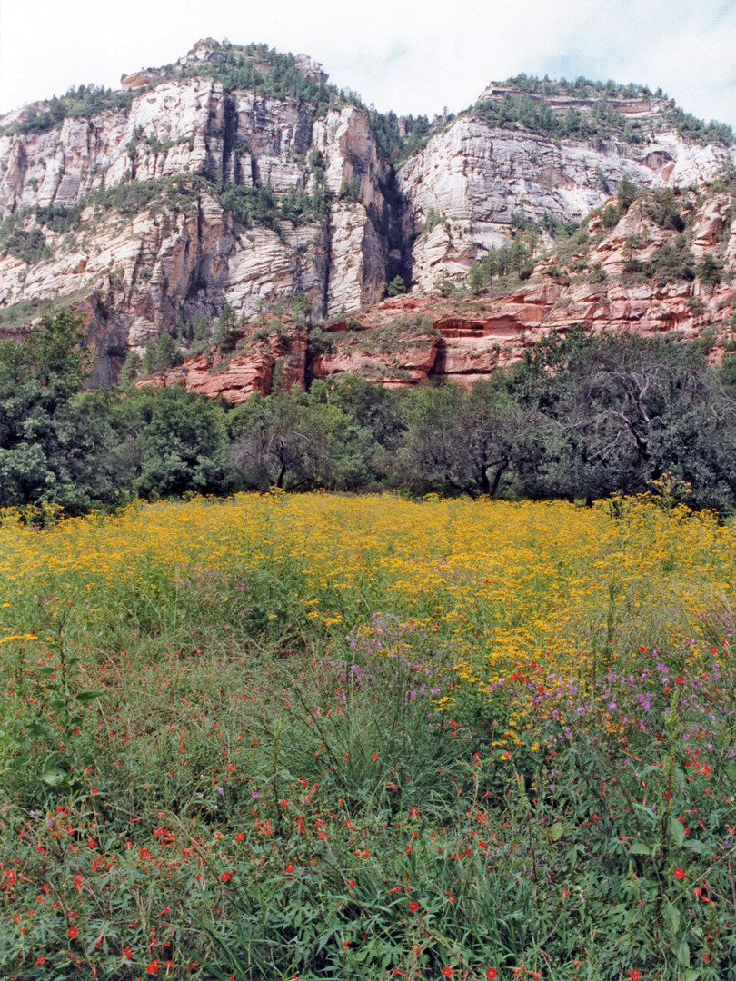 Meadow near the trailhead