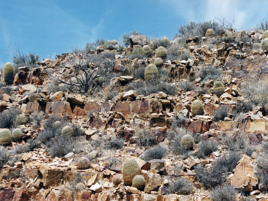 Barrel cacti