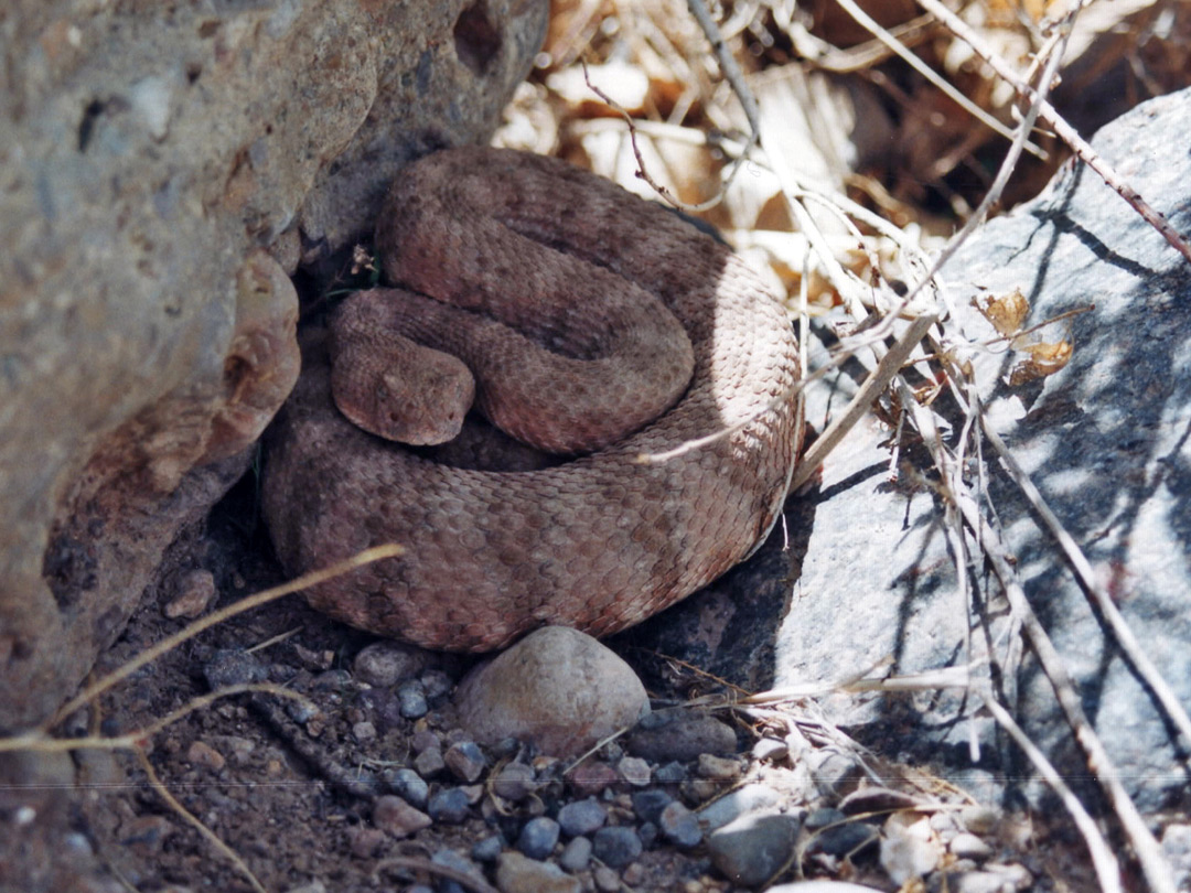 Southwestern speckled rattlesnake