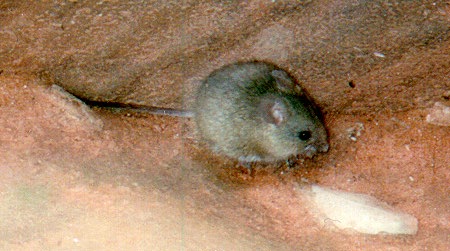 A lonely mouse