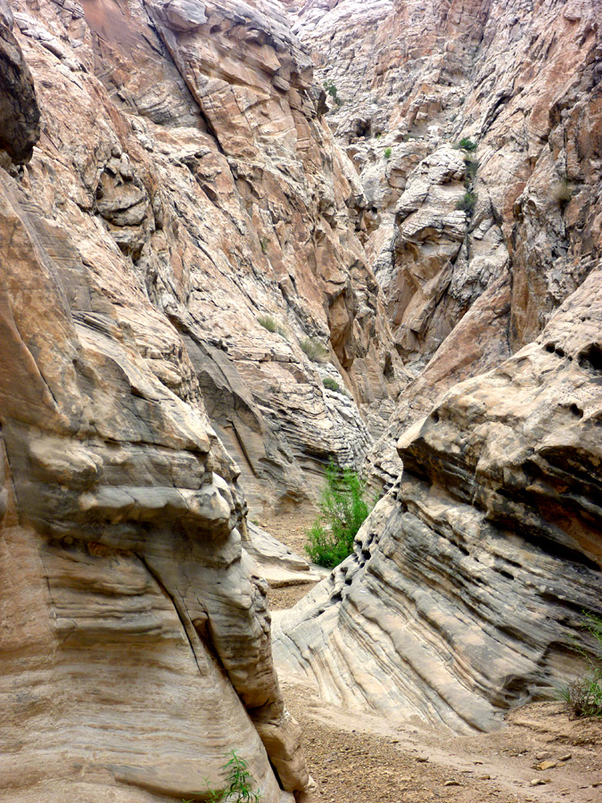 Bush in the canyon