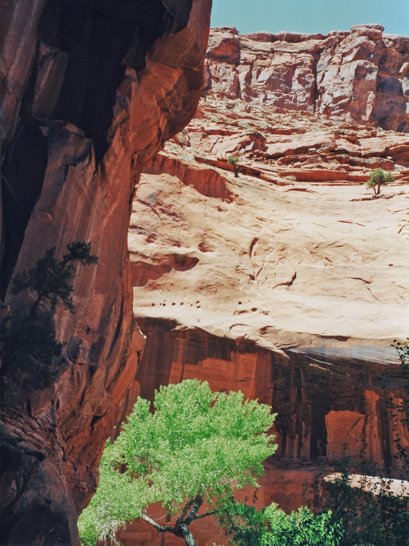 Cliffs and cottonwood tree