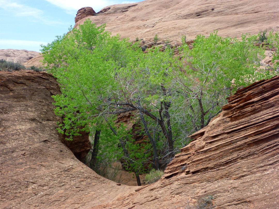 Cottonwood trees