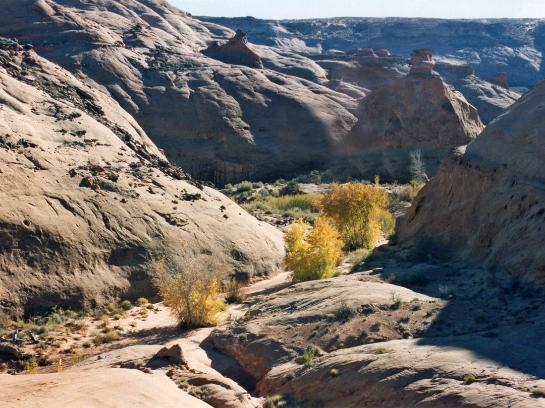 Cottonwood trees