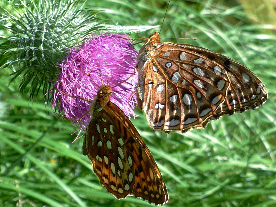 Northwestern fritillaries