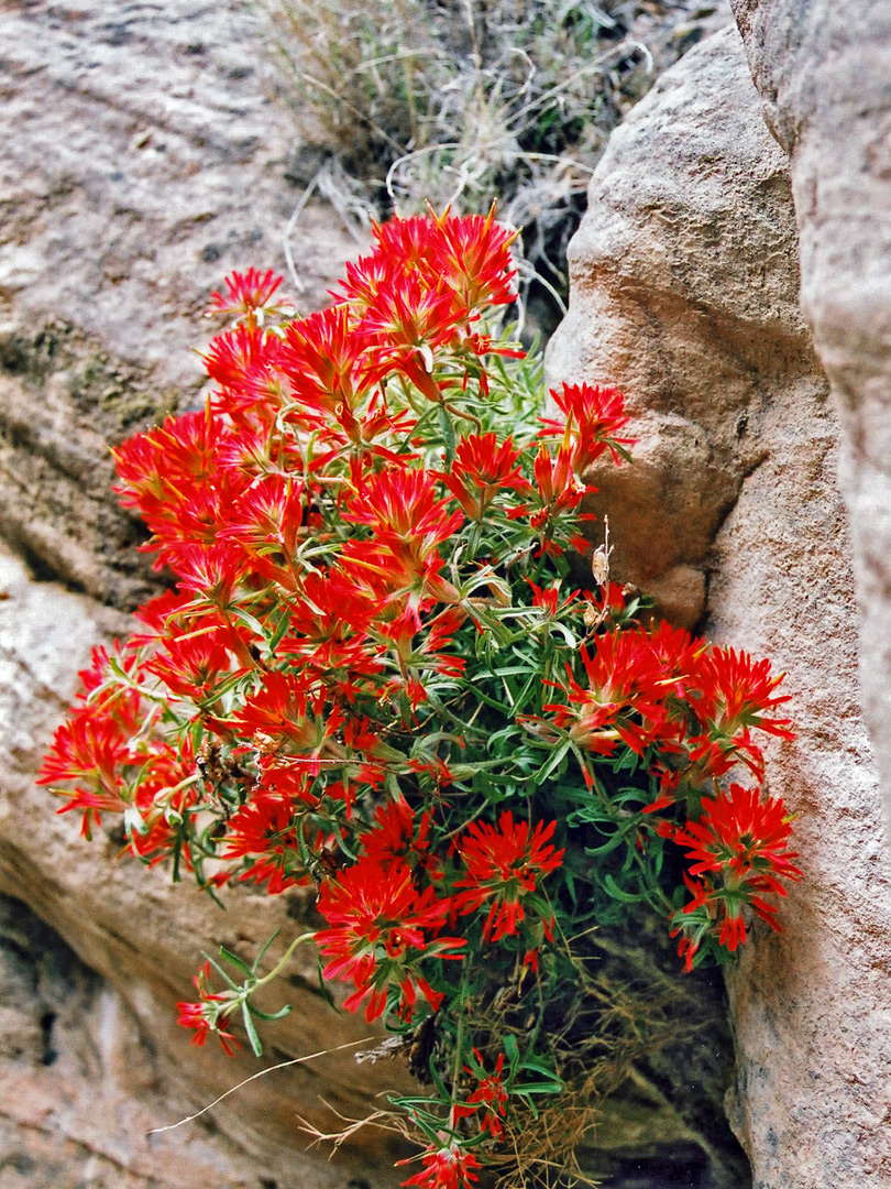 Indian paintbrush