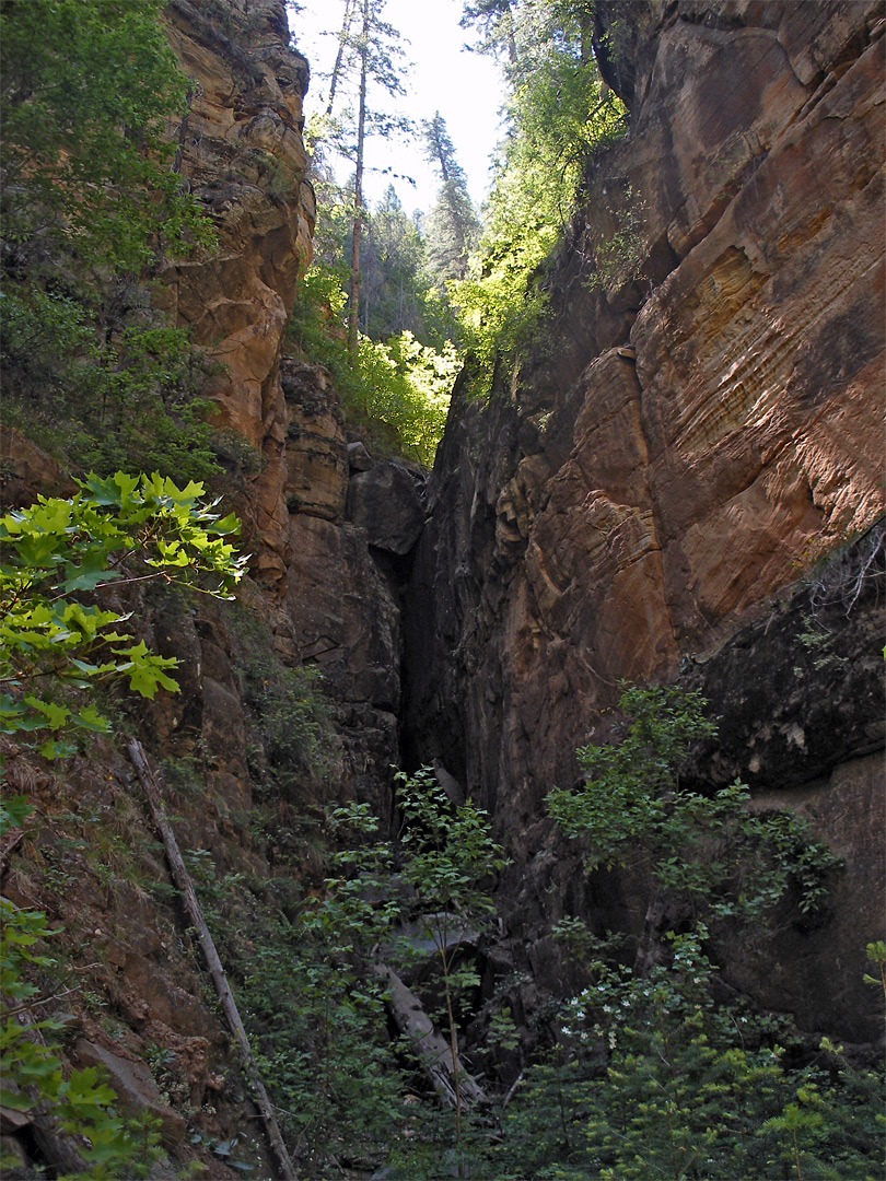 Overgrown ravine