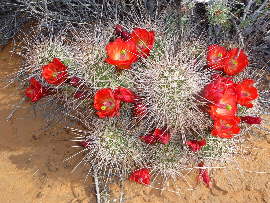 Echinocereus flowers