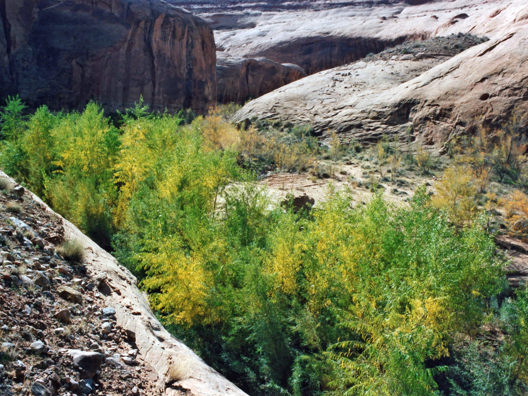 Trees near the lake