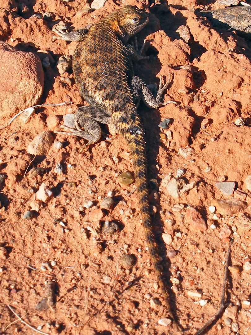 Desert spiny lizard