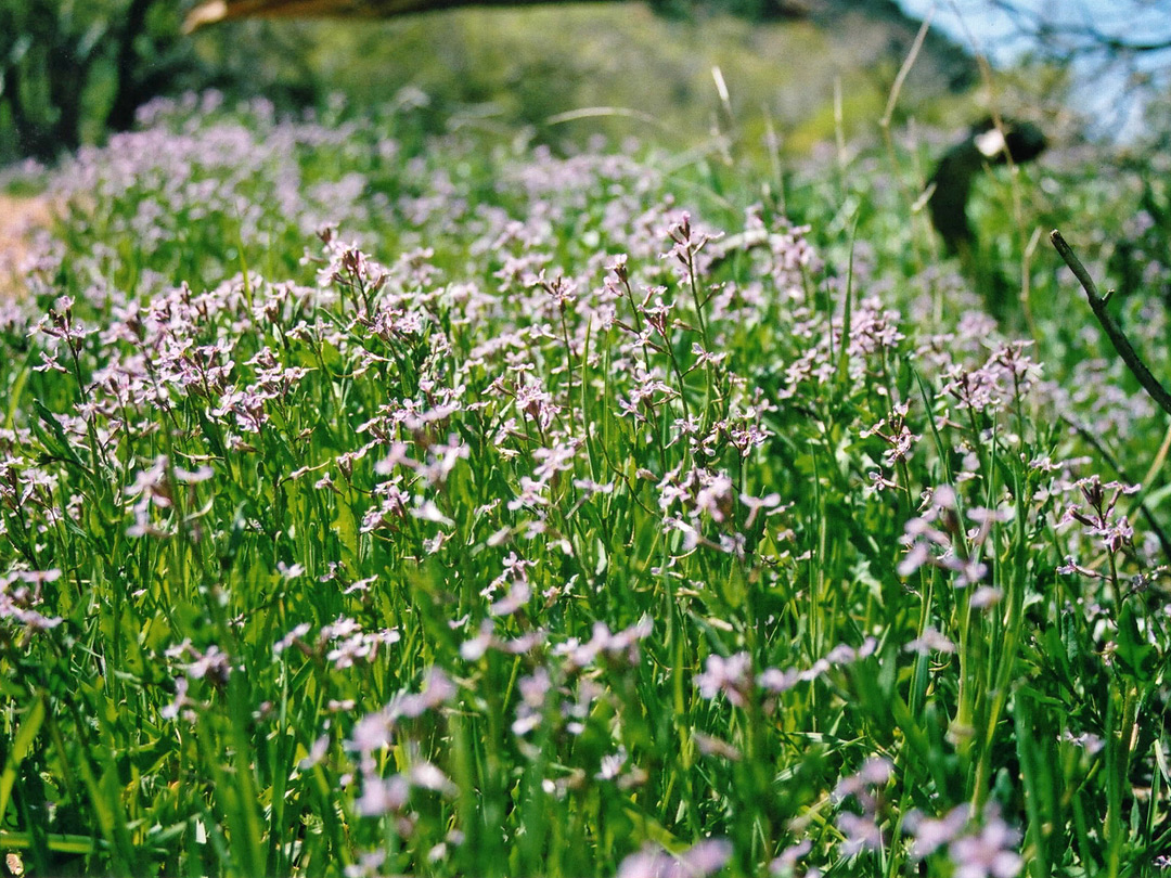 Wildflowers