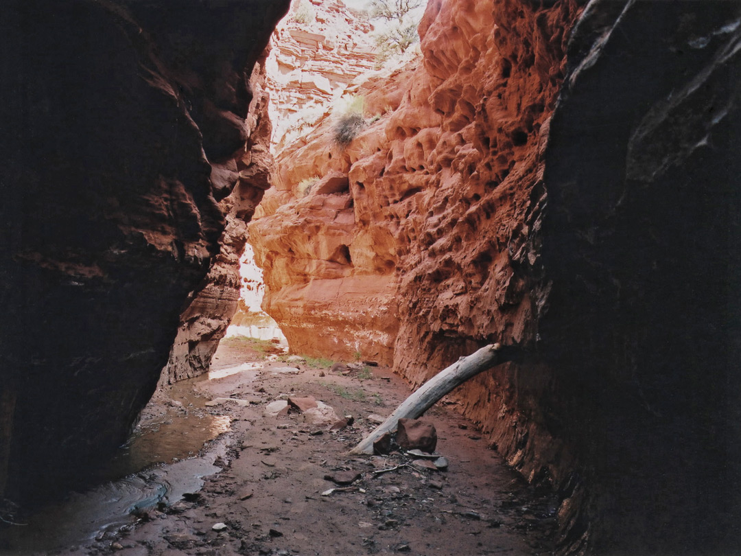 Log in the narrows