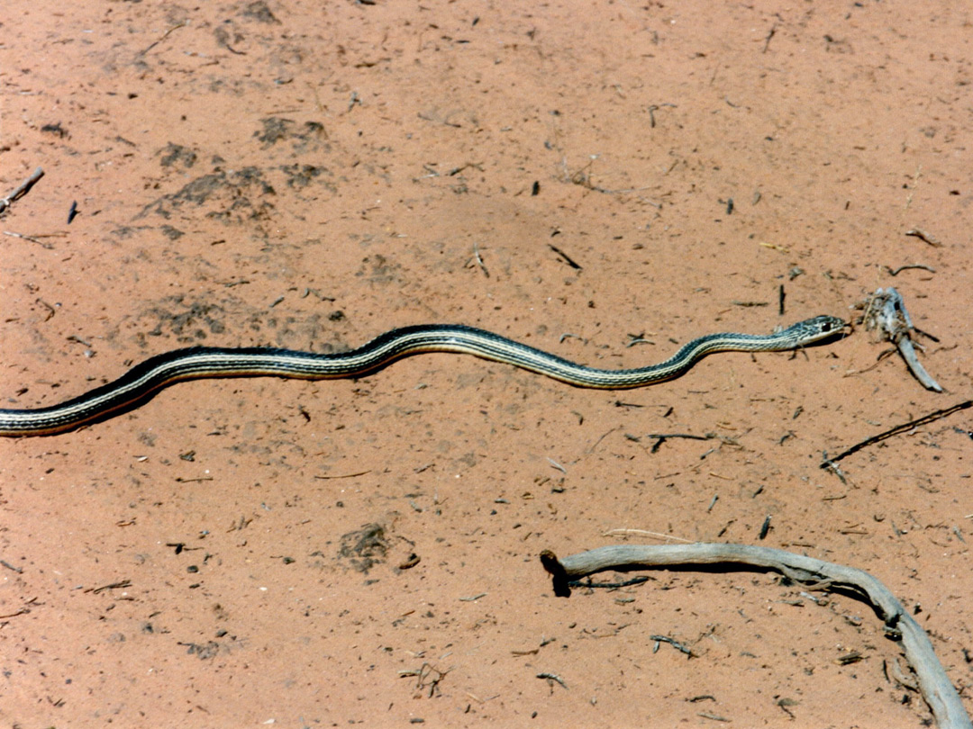 Desert striped whipsnake