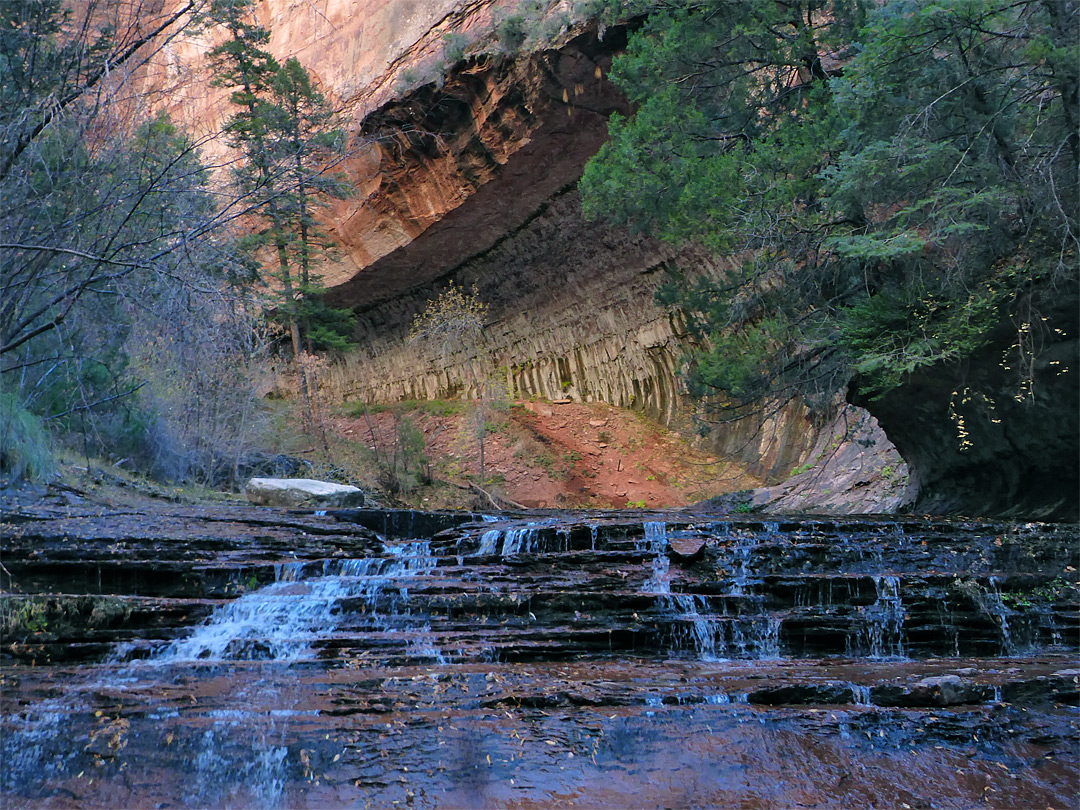 Pine trees above the stream