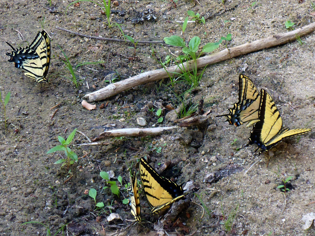 Swallowtail butterflies