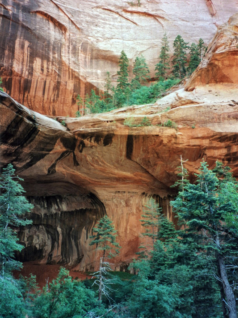 Cliffs and trees