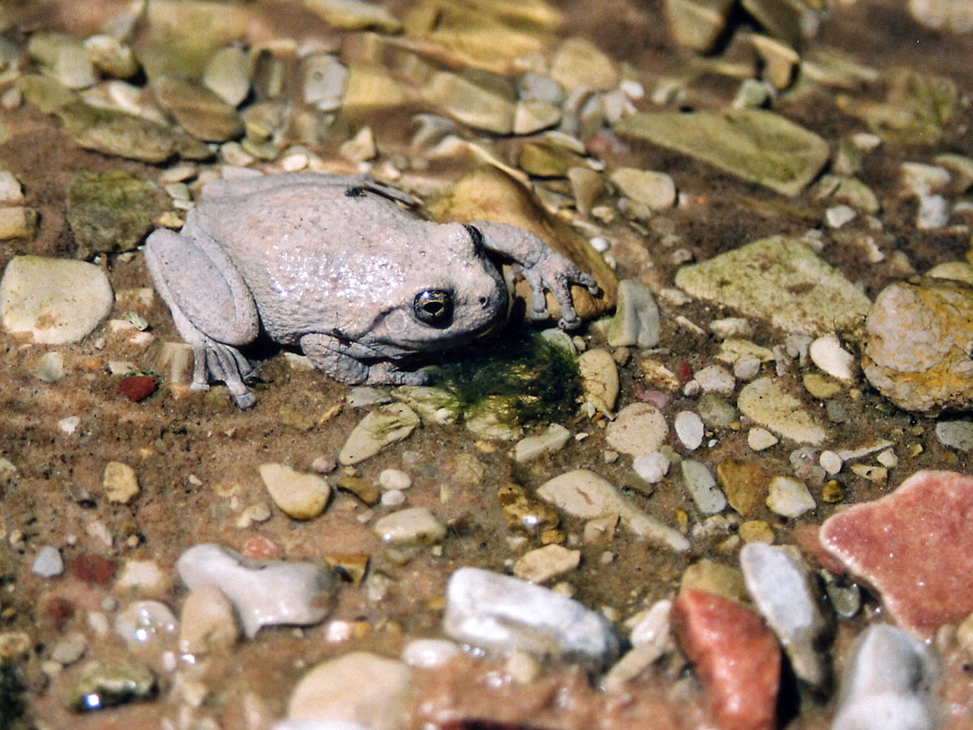 A canyon treefrog
