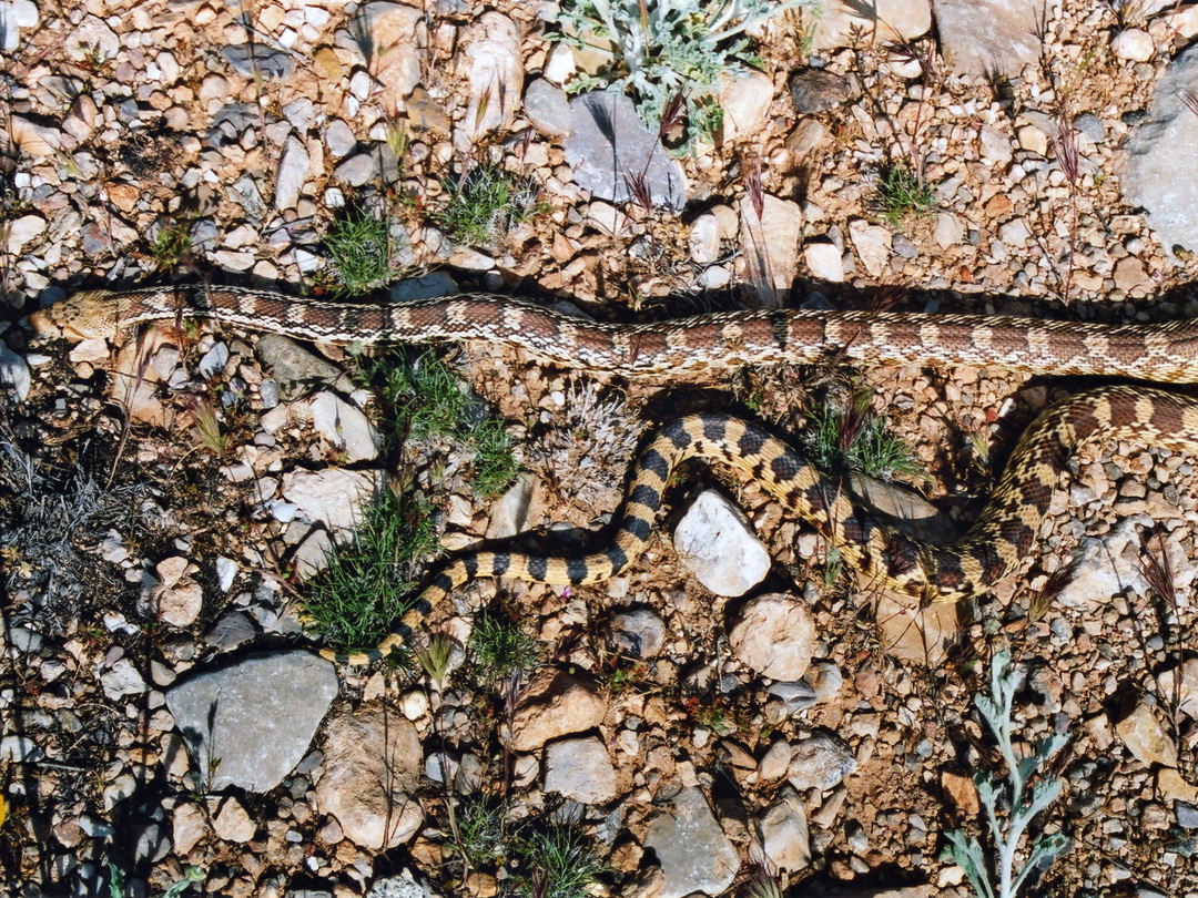 Two snakes