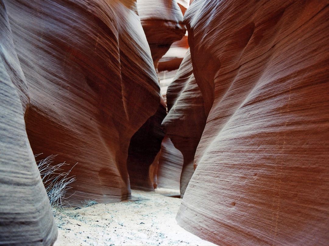 Smooth curves: the Middle Fork of Upper Water Holes Canyon, Arizona