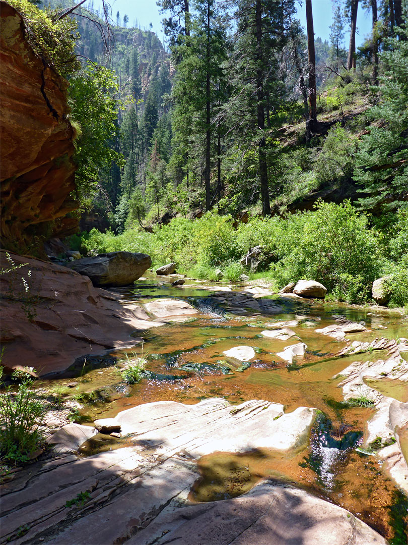 Stream and trees