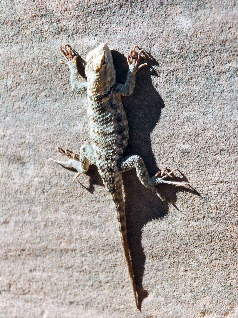 Desert spiny lizard