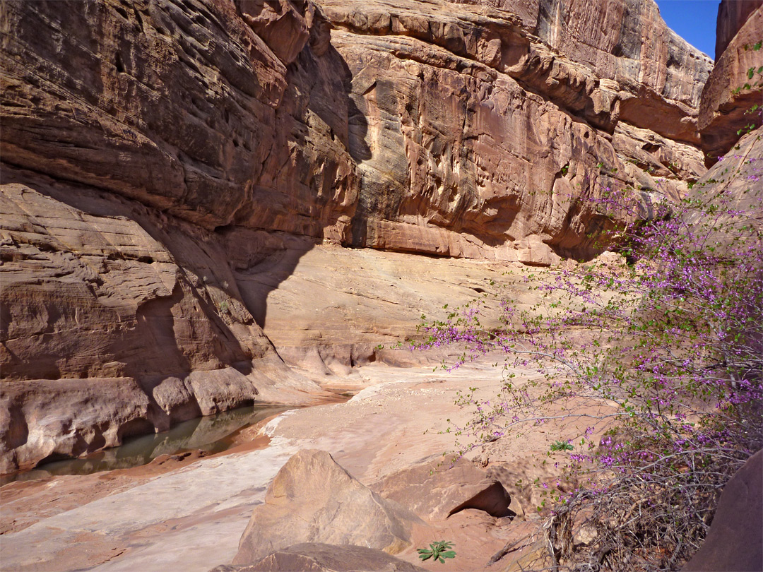 Pink-flowered bush