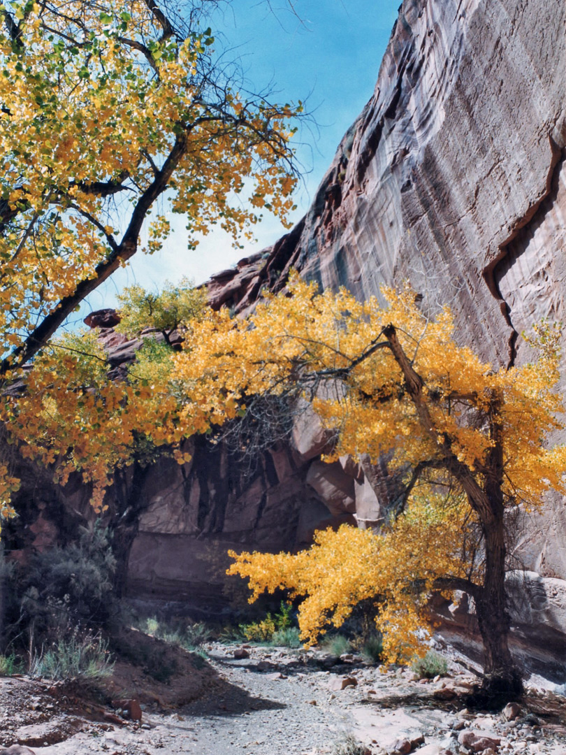 Yellow cottonwoods