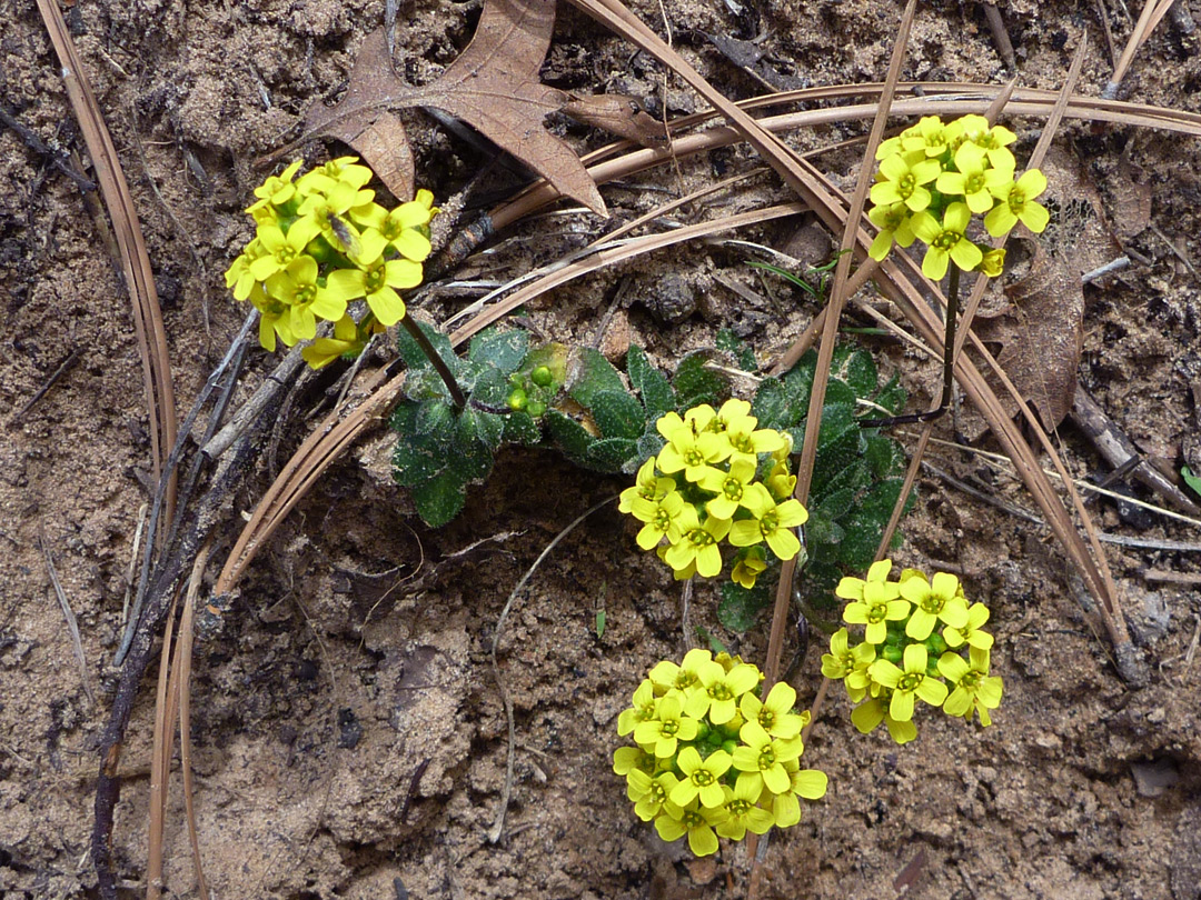 Yellow flowers