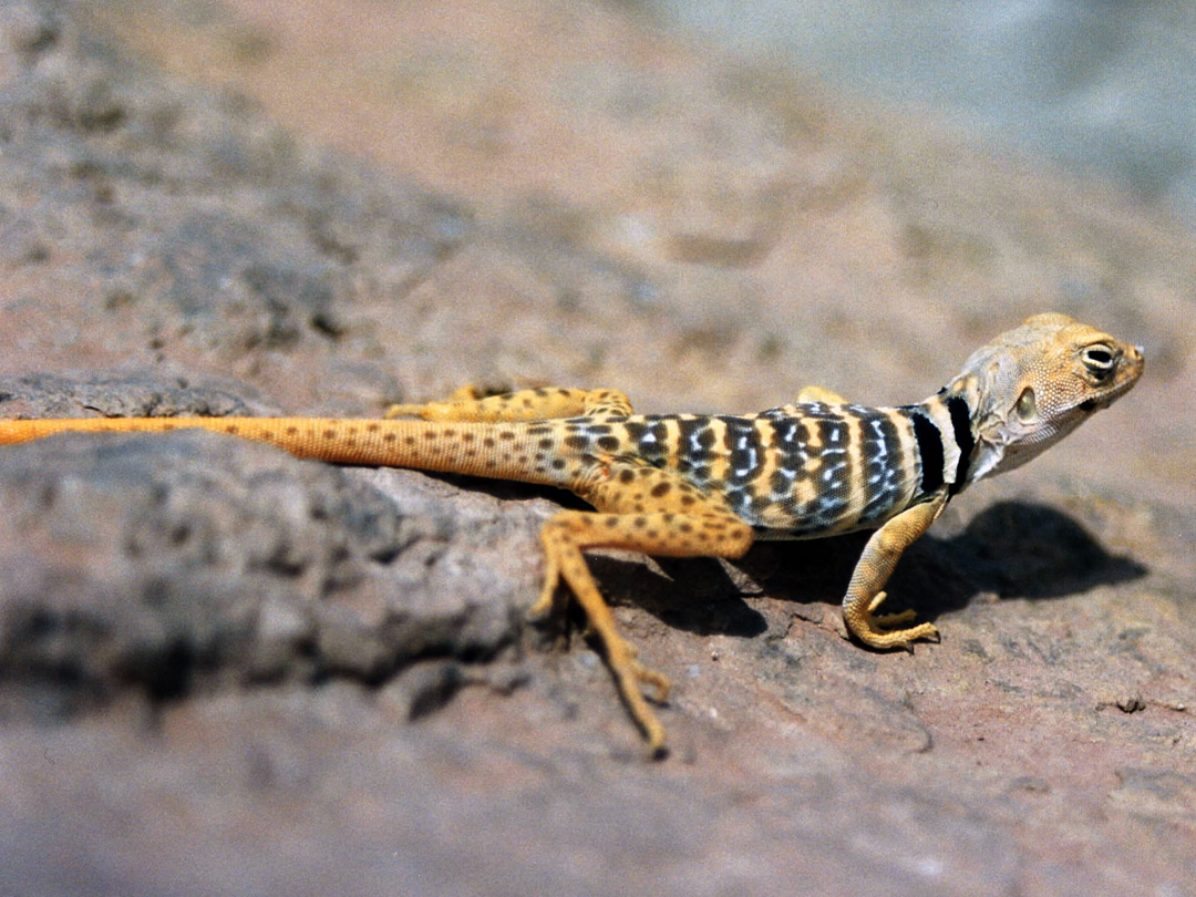 Collared lizard