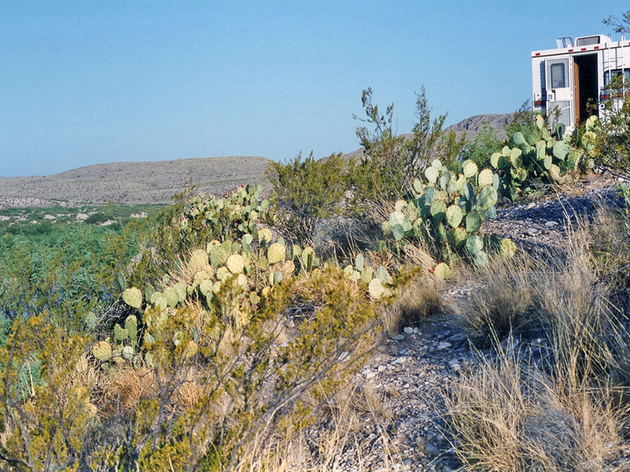 Cacti near the Rio Grande