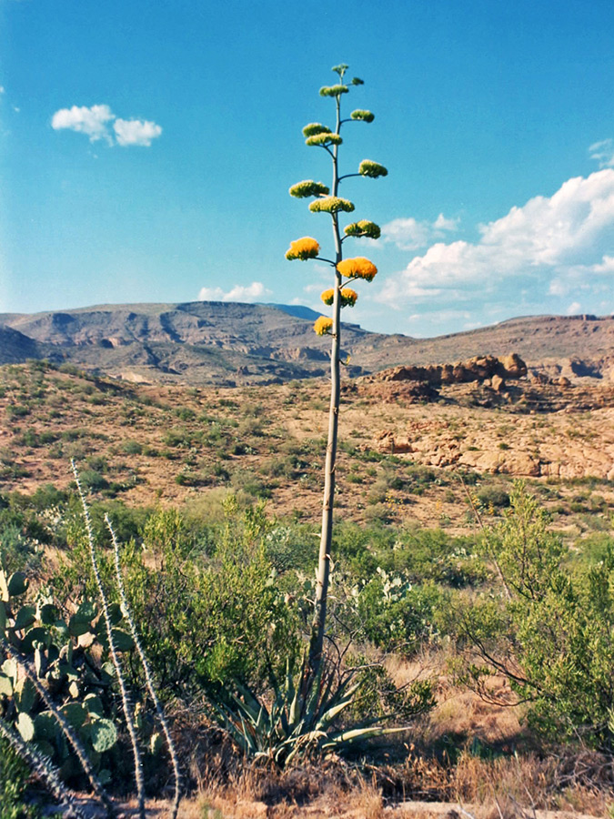Yellow-flowered agave