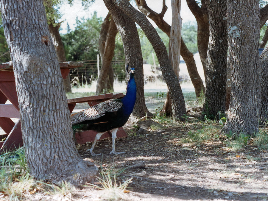 A peacock