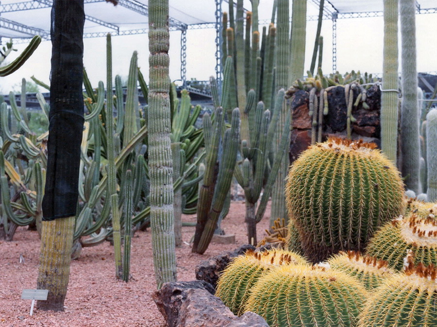 Columnar and barrel cacti