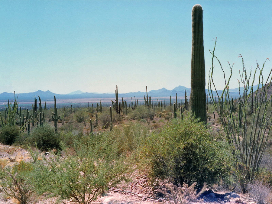 Saguaros