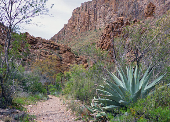 Large specimen of agave havardiana, beside the trail