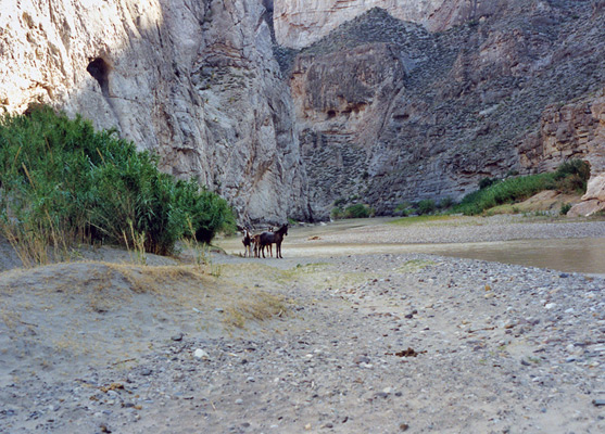 Horses at the canyon mouth