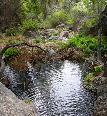 Large pool